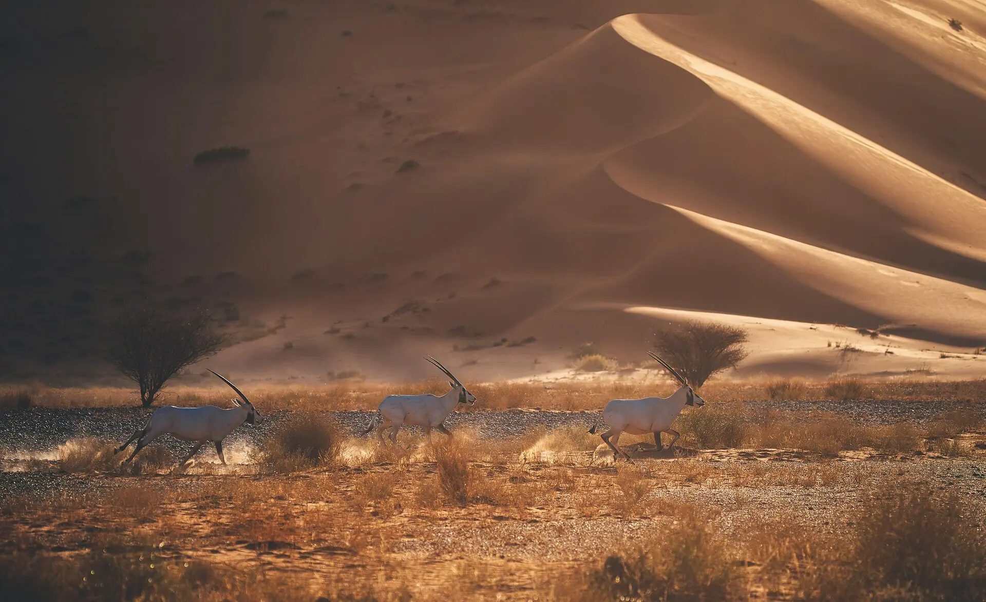 Endless rolling dunes of the Empty Quarter